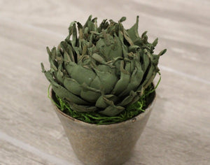 Mystery Succulent Pot - Buy Two Get One Free! 