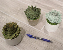Load image into Gallery viewer, Mystery Succulent Pot - Buy Two Get One Free! 
