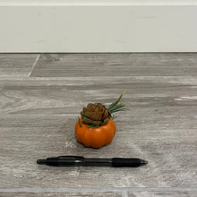 Load image into Gallery viewer, Baby Succulent Pumpkin
