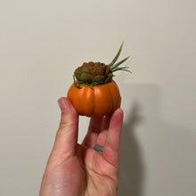 Load image into Gallery viewer, Baby Succulent Pumpkin
