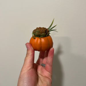 Baby Succulent Pumpkin