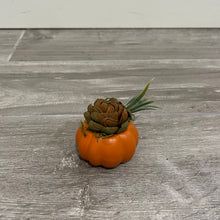 Load image into Gallery viewer, Baby Succulent Pumpkin
