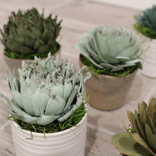 Load image into Gallery viewer, Mystery Succulent PotMystery Succulent Pot - Buy Two Get One Free! 
