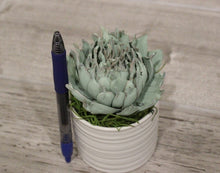 Load image into Gallery viewer, Mystery Succulent Pot - Buy Two Get One Free! 
